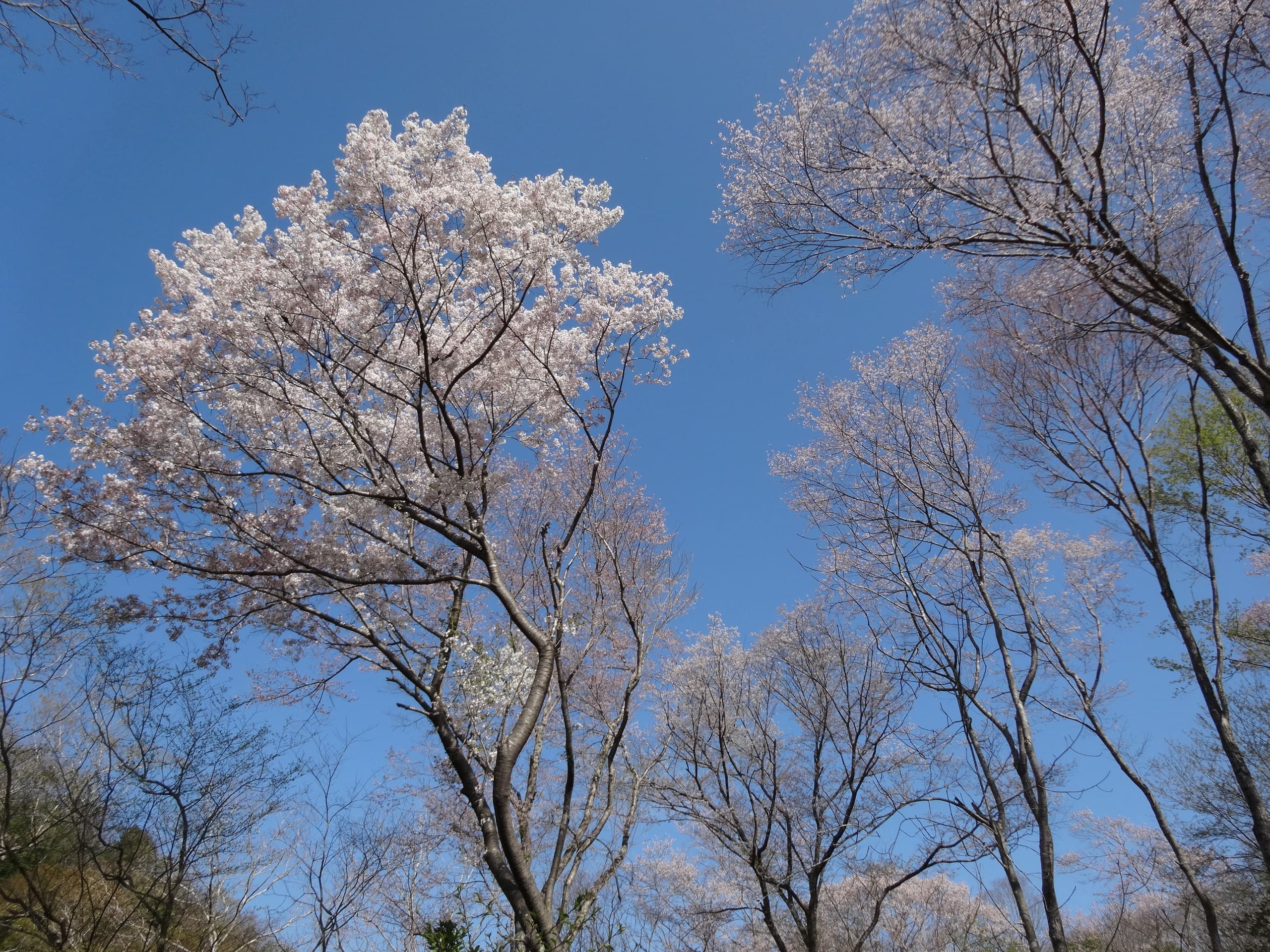 dsc04525a.jpg
